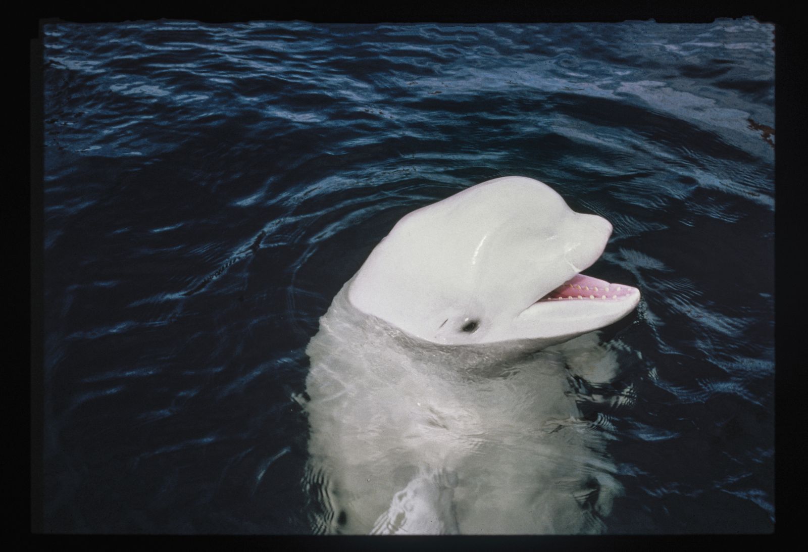 Second Captive-Born Beluga Whale Calf Dies