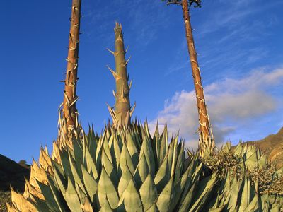 Agave plants blooming in Mexico