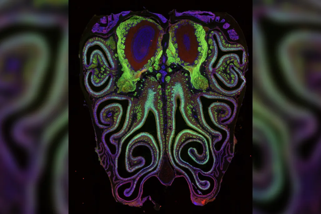 Swirling rainbow patterns in the shape of a mouse nose