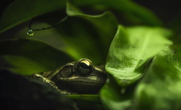 Frog Hiding in Leaves thumbnail