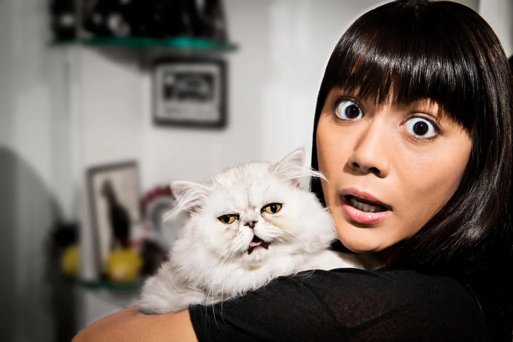 Cat reaction