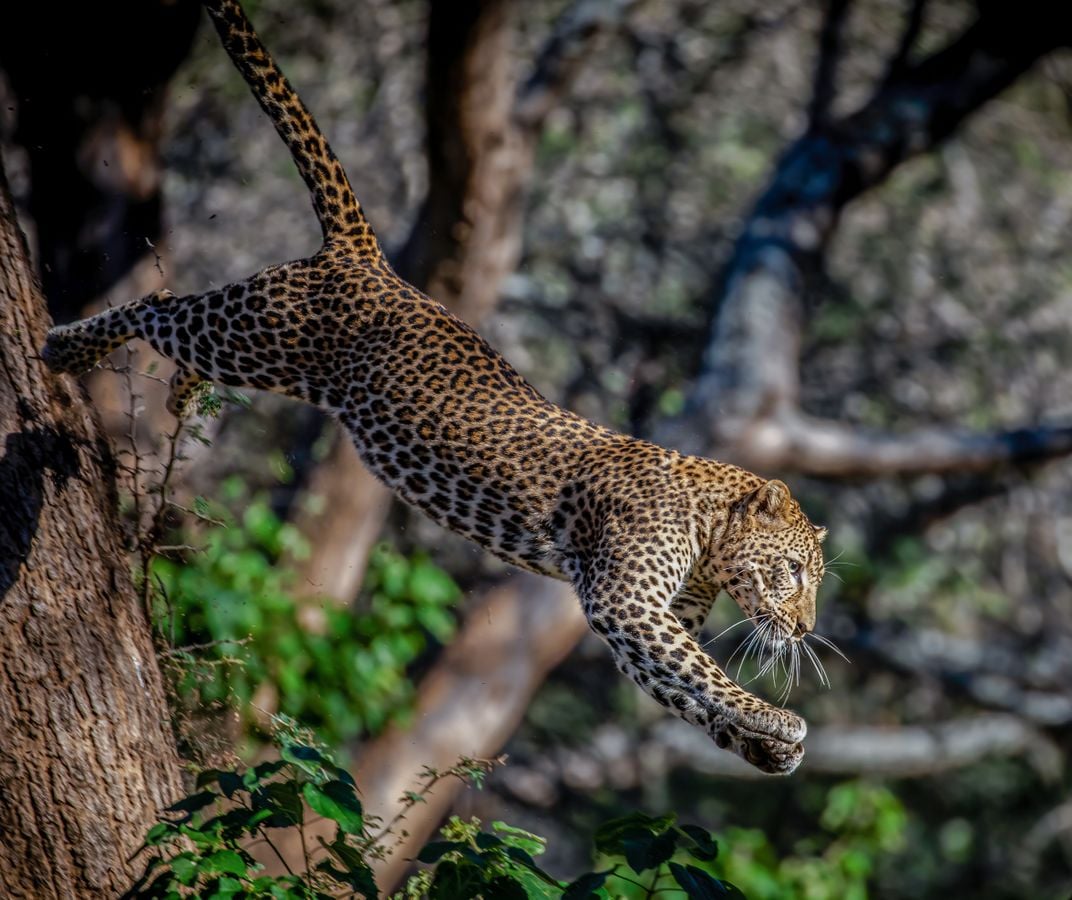 leap-of-faith-smithsonian-photo-contest-smithsonian-magazine