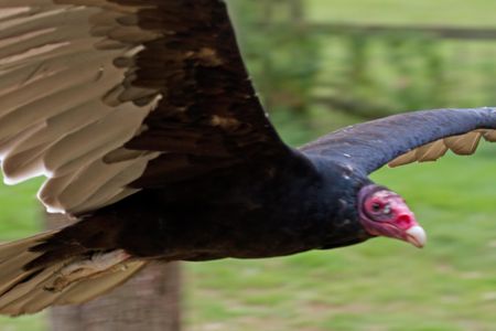 Until now, no one had been able to show at a microscopic level that the turkey vulture’s larger olfactory bulbs conferred  advantage in the smell department.