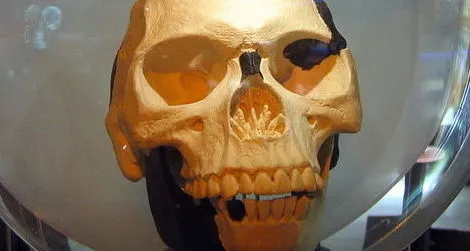 A replica of Piltdown Man