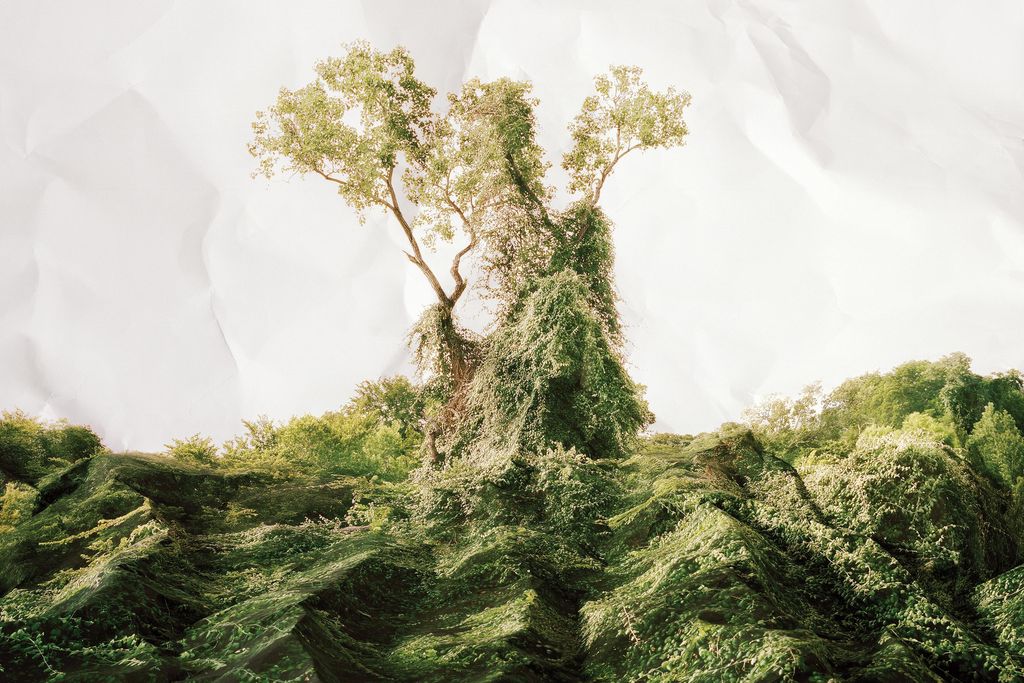 SEP2015_A01_Kudzu.jpg