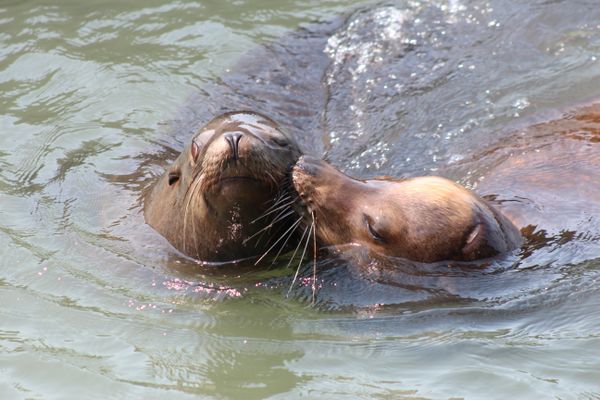 a happy pair of sea lions thumbnail