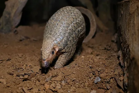 A pangolin emerges from an underground tunnel at night at Save Vietnam&rsquo;s Wildlife, a group that runs a pangolin conservation program inside the Cuc Phuong National Park in Vietnam.