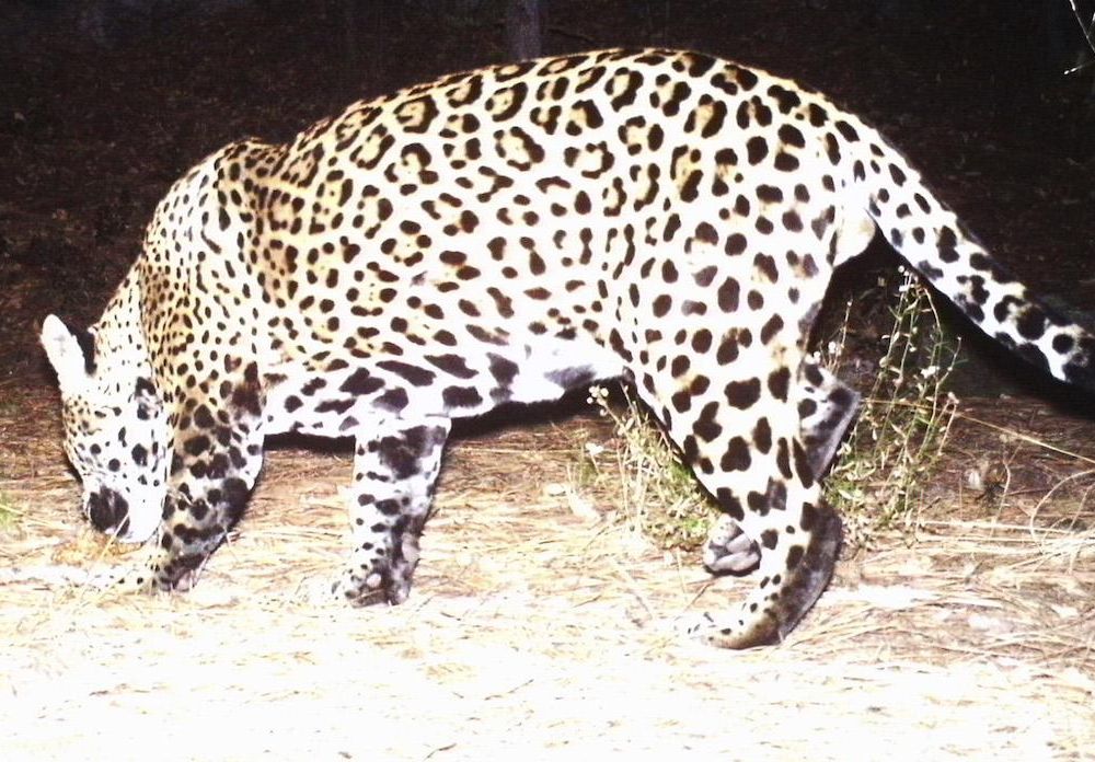 Jaguar