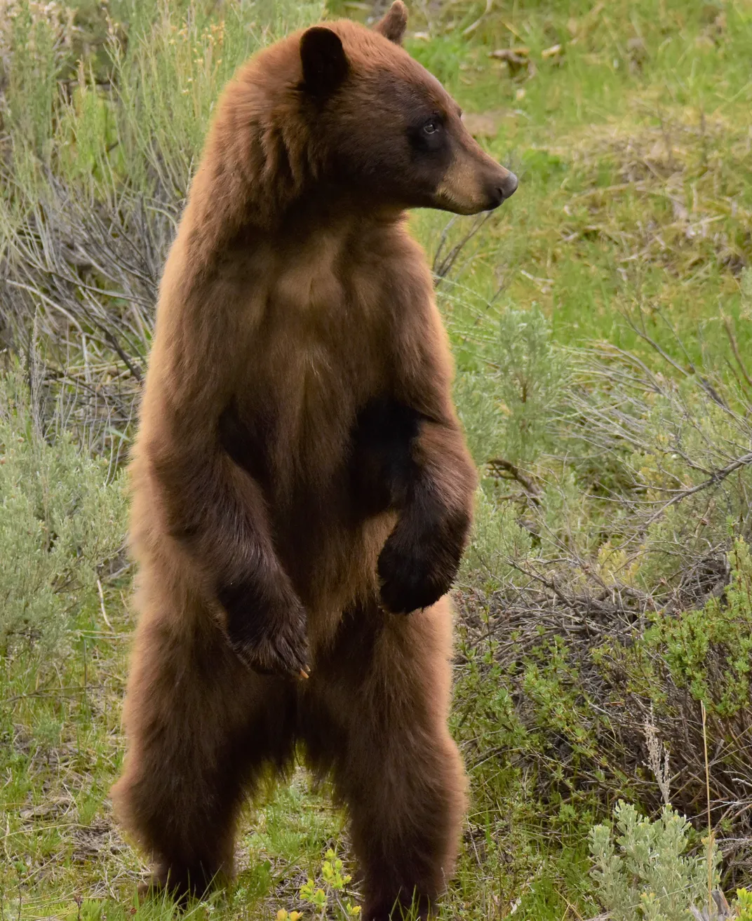 Cinnamon Black Bear at Yellowstone National Park Smithsonian Photo