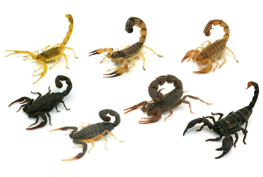 Scorpion Scorpio Zodiac