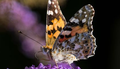 Where Do Butterflies Migrate From? Clues Can Be Found in Pollen on Their Bodies