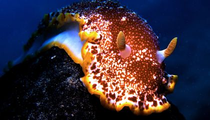 Dive Into the Exotic World of Nudibranchs, the Spectacular Slugs of the Sea