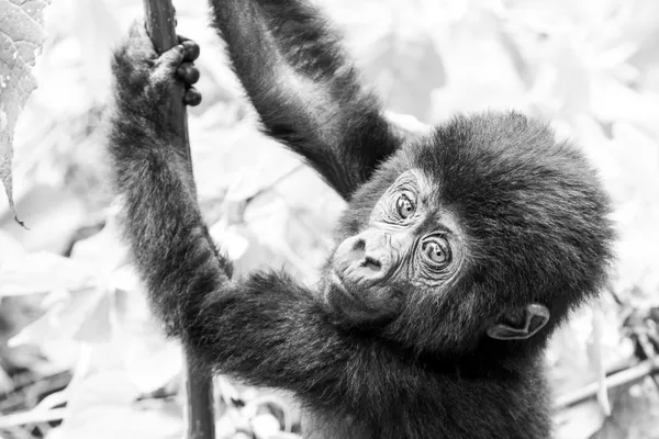 Monochrome Innocence thumbnail