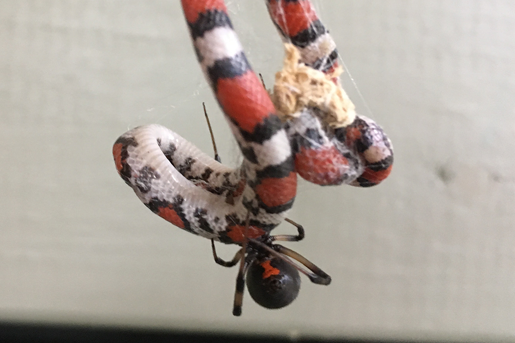 juvenile scarlet snake stuck in the web of a brown widow spider 