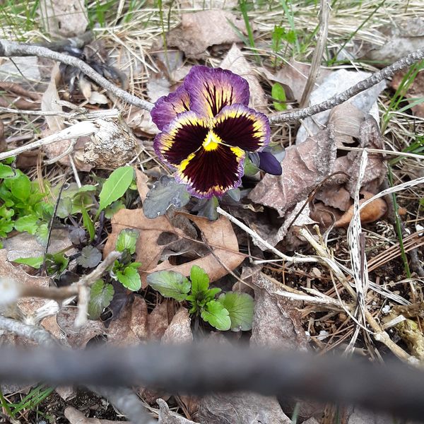 Single Flower among all the leaves! thumbnail