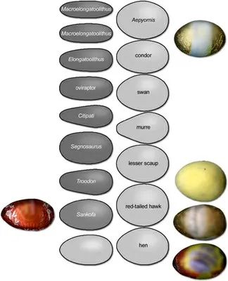 dinosaur egg shapes