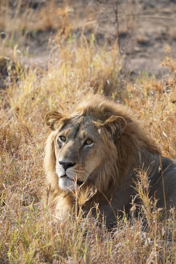 The Lion’s Gaze thumbnail