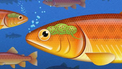 Fish Have a Brain Microbiome. Could Humans Have One Too?