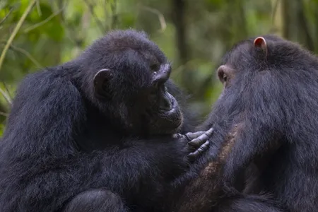 A new study suggests chimpanzees don&#39;t just perform self-care&mdash;in some cases, they look out for each other.