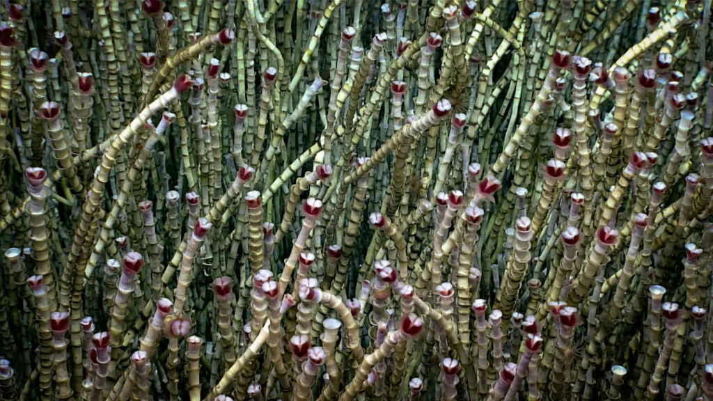 tubeworms underwater rise up as wavy cylinders from the ground