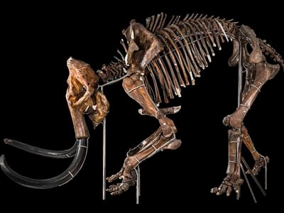 A tan woolly mammoth skeleton facing left bends its front legs and tilts its tusks towards the bottom of the frame.