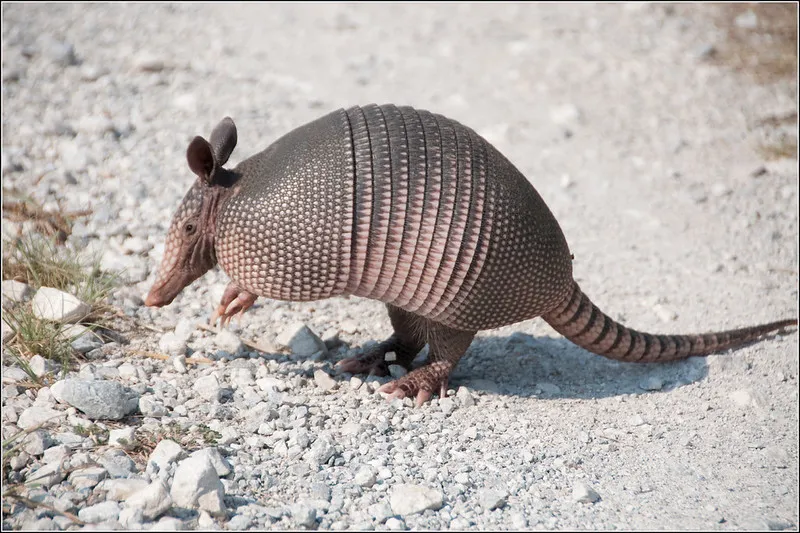 an armadillo on a gravel pathway