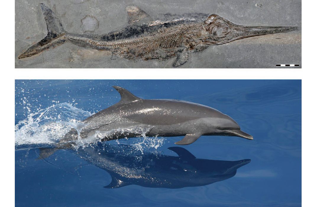 Ichthyosaur and dolphin