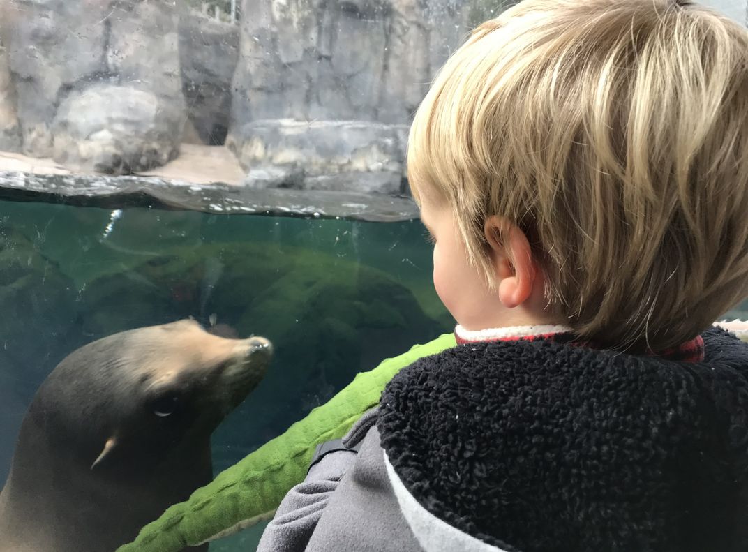 Small child with blond hair and a jacket is face to face with a sea lion