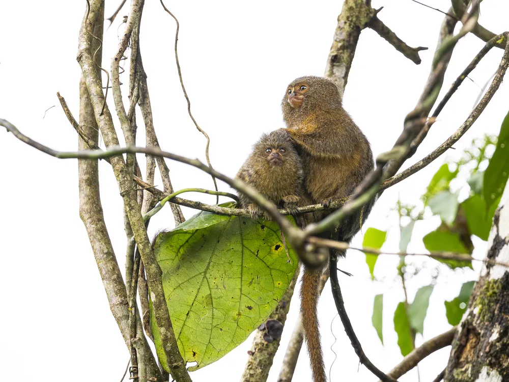 OPENER - A baby pygmy marmoset, under the care of an older member of its cooperative family group, perches on a bough in a gallery forest on the banks of the Aguarico River in eastern Ecuador.