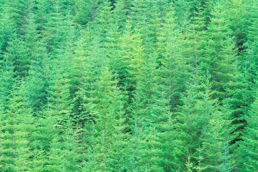 young douglas fir trees.jpg
