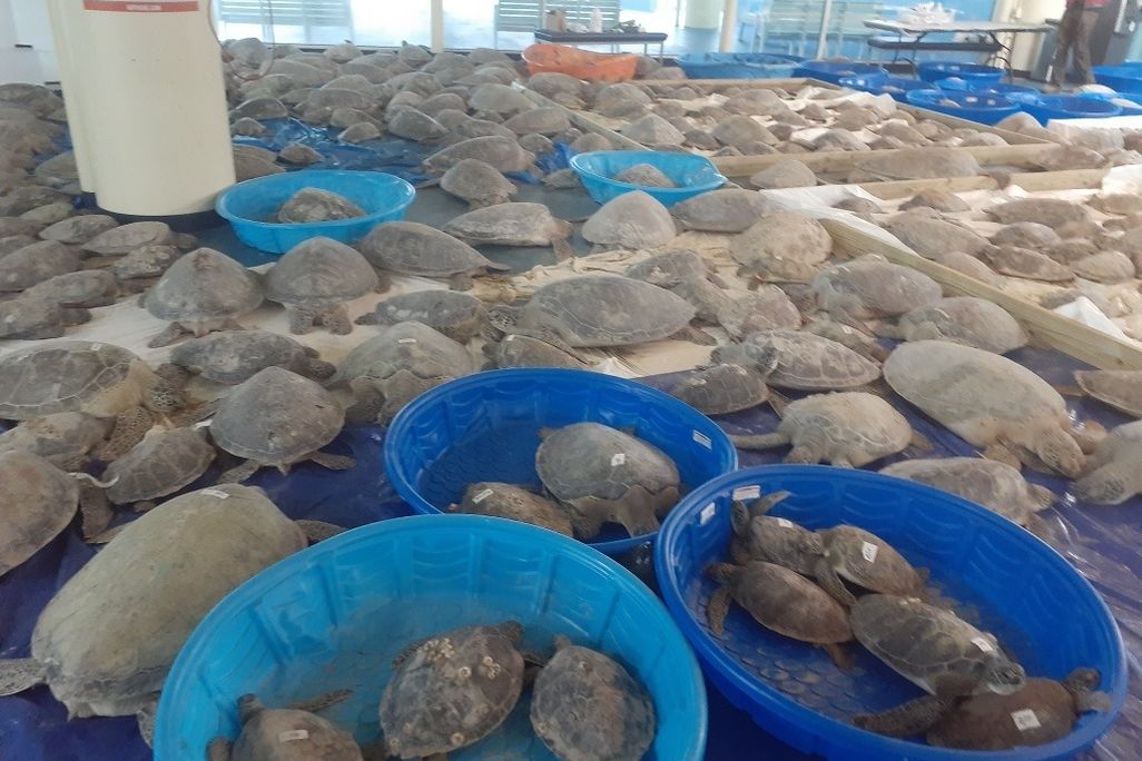 Thousands of sea turtles are pictured here laying on tarps and in kiddie pools after they were rescued from frigid temperatures in Texas