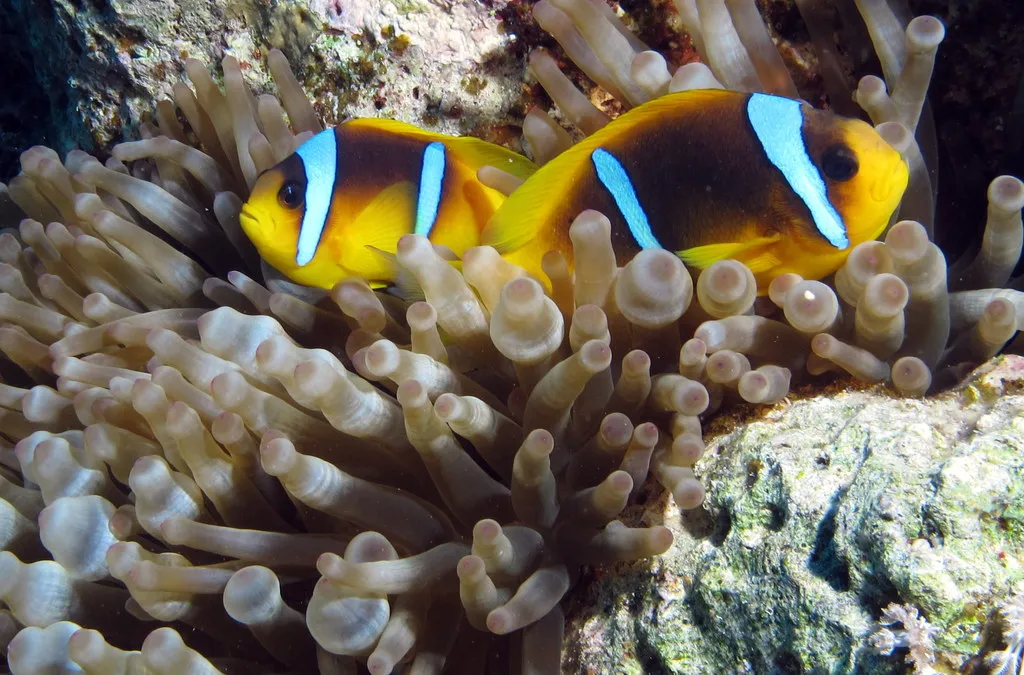 Red Sea clownfish