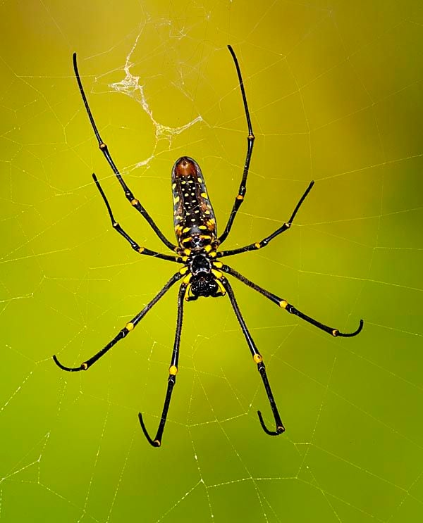 malaysian tarantula