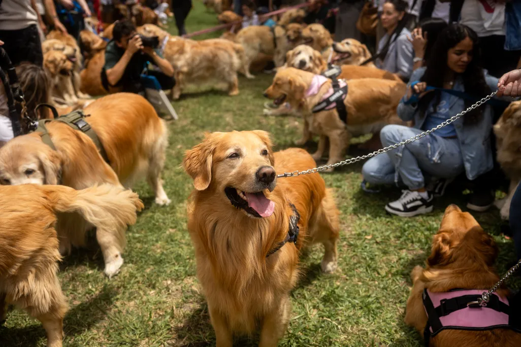 Golden retrievers and owners gather for a world record in Buenos Aires