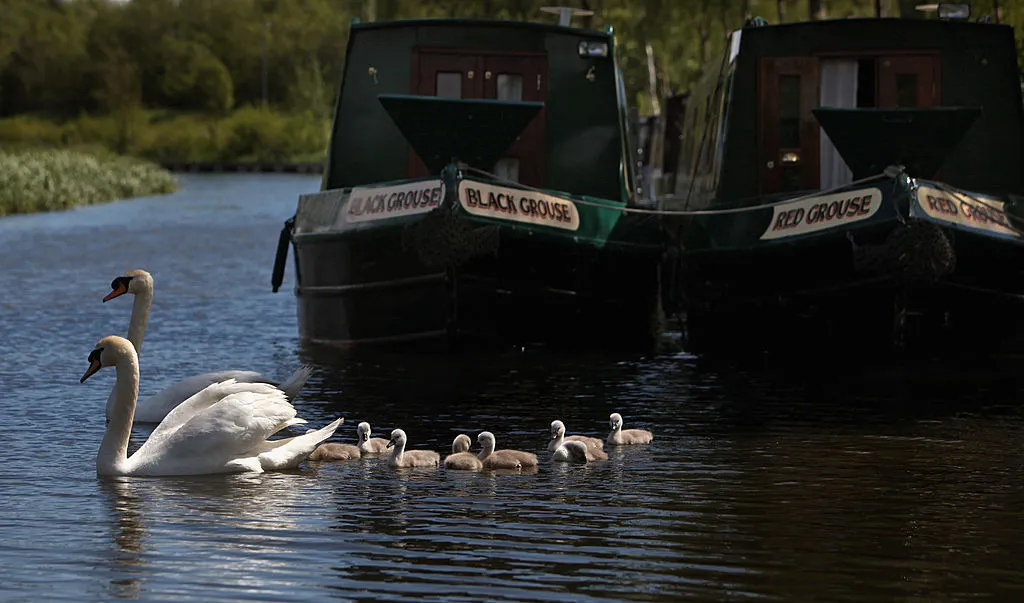 Swans on Forth and Clyde canal