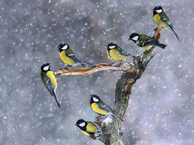A group of great tit birds (Parus major) perch on a dead tree stump during a snowfall in Poland. 