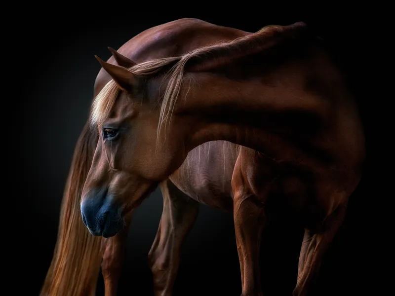 Equus Smithsonian Photo Contest Smithsonian Magazine
