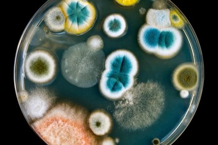 Penicillin: a fuzzy little life saver.