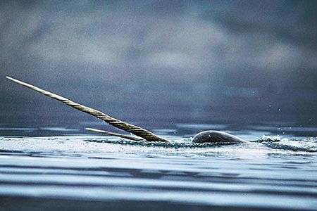 Where do they go?  How many are there?  What's with the tusk?  Narwhals (in the Arctic Ocean) have inspired myth and wonder but are still little known to science.