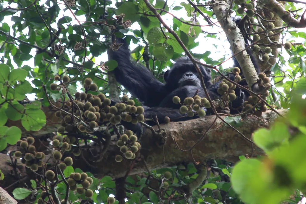 a chimp eating figs in a tree