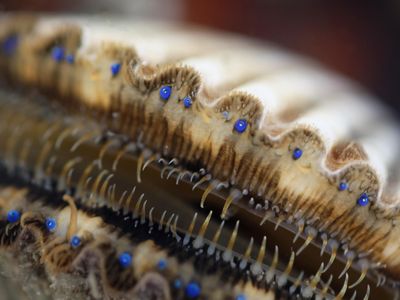 Scallops can have up to 200 eyes, although scientists still don't know exactly how they all work together to help the mollusks see. 