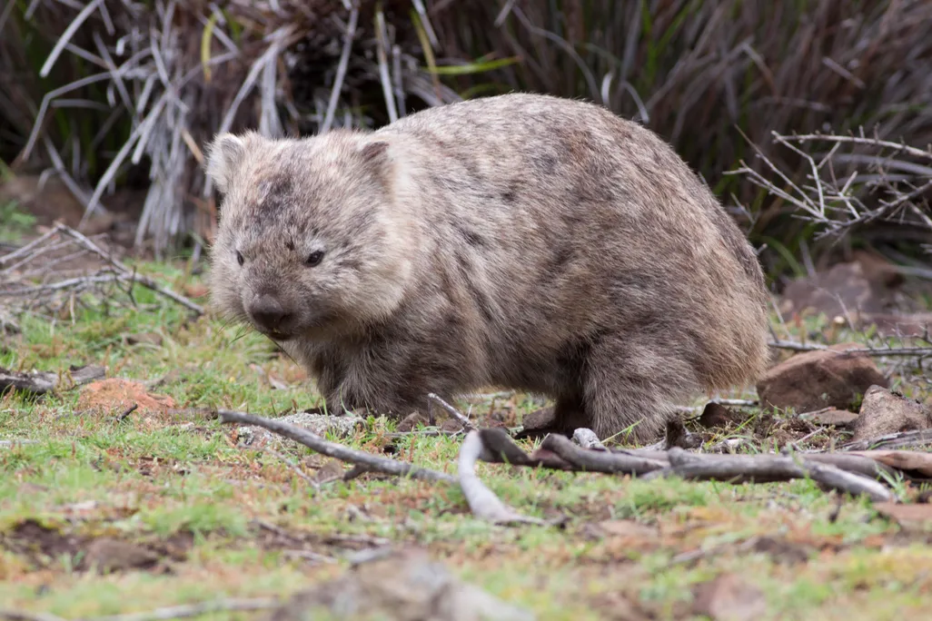 A brown wombat is shown standing in the grass