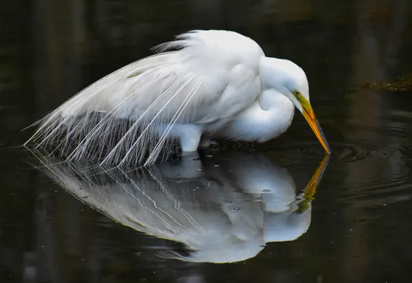 Refections of a Great Egret thumbnail