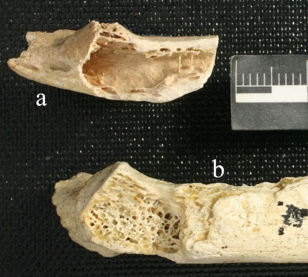 A Neanderthal rib bone