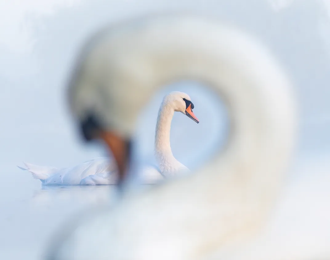 Large white bird with curved neck framing another large white bird in the background