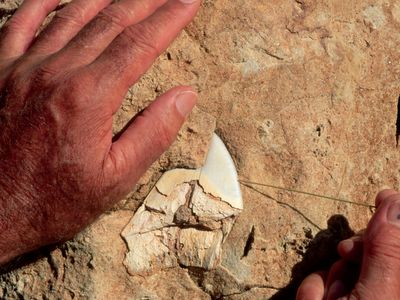 A Megalodon tooth -- not the one found recently in California