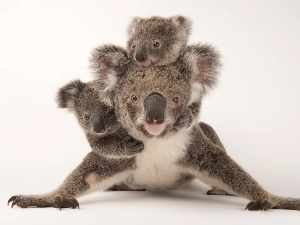 a mother koala with one baby on her head and one on her side, spreads her front arms out