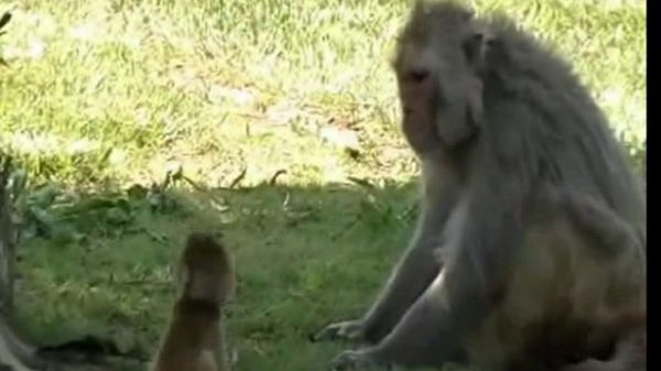 Preview thumbnail for Baby Talk From a Rhesus Macaque