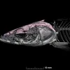 Minnow_Pseudaspius-leptocephalus_Skull bones colored.png