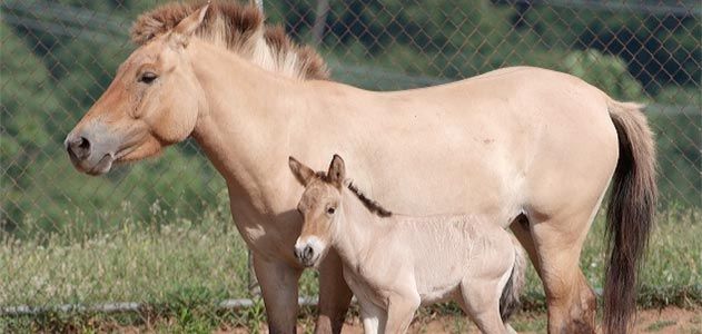 Przewalskis horse thrives at Smithsonian's Conservation and Research Center